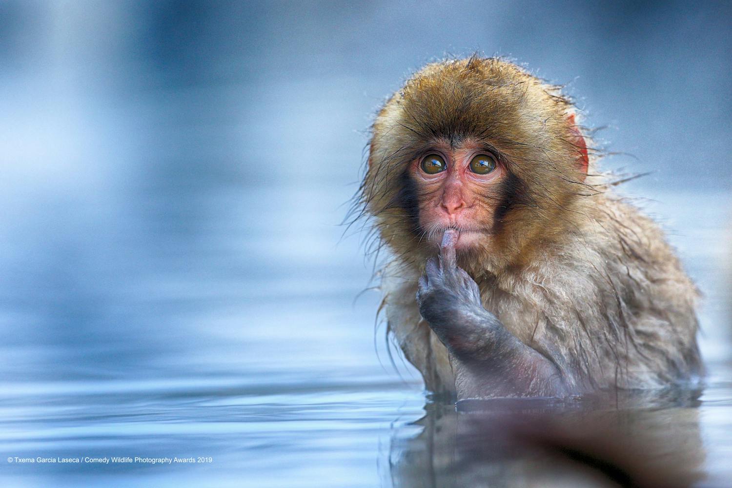 Ape